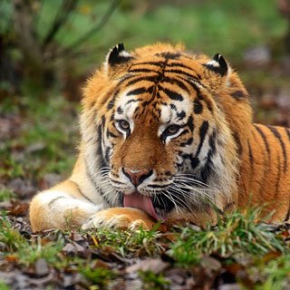 Journée du Tigre